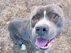 Adopt Sparky a Gray/Blue/Silver/Salt & Pepper Mixed Breed (Large) / Mixed dog in