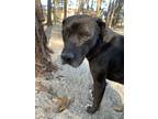 Adopt Jeff a Black Mixed Breed (Large) / Mixed dog in Georgetown, SC (40367864)