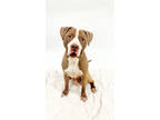 Adopt 83337 Land Cruiser a Tan/Yellow/Fawn American Pit Bull Terrier / Mixed