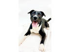 Adopt 82828 Stanley a Black American Pit Bull Terrier / Mixed dog in Spanish