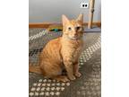 Adopt Pancake a Orange or Red Domestic Shorthair / Domestic Shorthair / Mixed