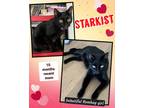 Adopt Starkist a All Black Bombay (short coat) cat in San Juan Capistrano