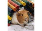 Adopt Denver a Orange Guinea Pig (short coat) small animal in Hughesville