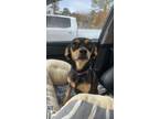 Adopt Hestia a Black Mixed Breed (Small) / Mixed dog in Covington, LA (40637253)