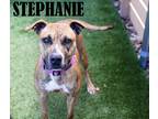 Adopt Stephanie a Boxer dog in Mooresville, NC (40637232)