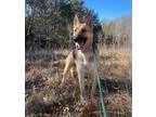 Adopt JayTee a Brown/Chocolate German Shepherd Dog / Mixed dog in Dallas