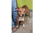 Adopt Happy a Red/Golden/Orange/Chestnut Mixed Breed (Large) / Mixed dog in