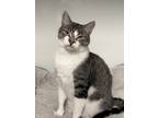 Adopt Gidget a Brown Tabby Domestic Shorthair / Mixed Breed (Medium) / Mixed