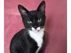 Adopt MINIMO RALPH a Black & White or Tuxedo Domestic Shorthair (short coat) cat