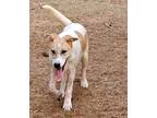 Adopt Chance a White - with Brown or Chocolate Hound (Unknown Type) / Mixed
