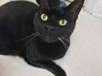 Adopt Mika a All Black Tabby / Mixed (short coat) cat in Stafford, VA (40635441)