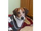 Adopt Howie a Tricolor (Tan/Brown & Black & White) Coonhound / Mixed dog in