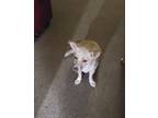Adopt Gracie a Tan/Yellow/Fawn - with White Corgi / Mixed dog in Fyffe