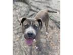 Adopt Harley a Gray/Blue/Silver/Salt & Pepper American Pit Bull Terrier / Mixed