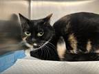 Adopt Bee a All Black Domestic Shorthair / Domestic Shorthair / Mixed cat in