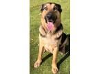 Adopt Brooklyn a Tan/Yellow/Fawn German Shepherd Dog dog in Charleston