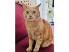 Adopt Simba a Orange or Red Tabby Domestic Shorthair (short coat) cat in Ottawa