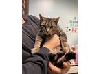 Adopt Pudgie Boo a Brown Tabby Domestic Shorthair / Mixed Breed (Medium) / Mixed