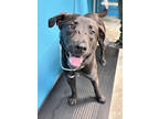 Adopt Buckeye a Black Labrador Retriever / Mixed dog in Paducah, KY (40633941)