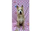 Adopt Winnie a Tan/Yellow/Fawn - with Black Terrier (Unknown Type