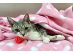 Adopt Cindy Lou Who a Gray, Blue or Silver Tabby Domestic Shorthair (short coat)