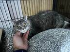 Adopt Anuba a Gray, Blue or Silver Tabby Domestic Shorthair (short coat) cat in