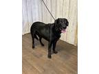 Adopt Batman a Black Labrador Retriever / Mixed dog in Opelousas, LA (40633671)