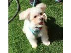 Adopt JEETER a White Bichon Frise / Shih Tzu / Mixed dog in Tempe, AZ (39857631)