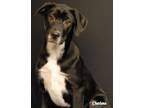 Adopt Wally World a Black - with White Labrador Retriever / Mixed dog in