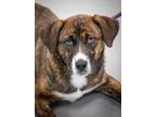 Adopt Suki a Brindle Mixed Breed (Medium) / Mixed dog in Greenwood