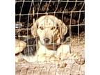 Adopt Puppy Charlie C. a Coonhound / Mixed dog in Norman, OK (40633189)
