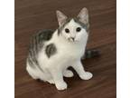 Adopt Callie a White (Mostly) Domestic Shorthair (short coat) cat in Manahawkin