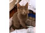 Adopt Gracie a Gray or Blue Domestic Shorthair (short coat) cat in Manahawkin