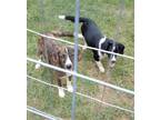 Adopt Puppy Jill a Black - with White Springer Spaniel / Basset Hound / Mixed