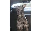 Adopt Oscar J. a Brindle Boxer / Mixed dog in Norman, OK (40633188)