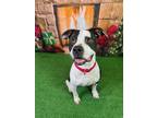 Adopt Roberto a Black - with White Pit Bull Terrier / Mixed dog in Columbus