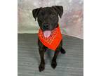 Adopt Filmore a Brown/Chocolate - with White Pit Bull Terrier / Mixed dog in