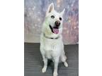 Adopt Courage a White Husky / Mixed dog in Columbus, OH (40633175)