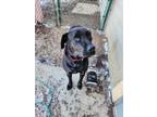Adopt Sara a Labrador Retriever / Mixed dog in Bloomington, IN (40633063)