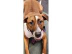 Adopt Gracie a Brown/Chocolate - with White Australian Cattle Dog / Cattle Dog
