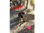 Adopt Clyde a Boxer / Mixed dog in Fulton, TX (39592035)