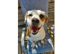 Adopt Hemi a Hound (Unknown Type) / Mixed dog in St Augustine, FL (39456743)