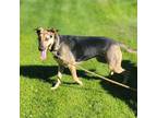 Adopt Tankerbell a Black - with Tan, Yellow or Fawn Hound (Unknown Type) dog in