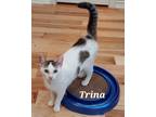 Adopt MP Tiny Trina>Luna>Trina 2 a Domestic Shorthair / Mixed (short coat) cat