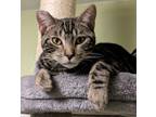 Adopt Niko a Gray or Blue Domestic Shorthair / Domestic Shorthair / Mixed cat in
