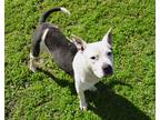 Adopt Arlene a American Pit Bull Terrier / Mixed dog in Mobile, AL (40578555)