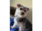 Adopt Cooper a Gray/Blue/Silver/Salt & Pepper Norfolk Terrier / Terrier (Unknown