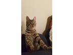 Adopt Lulu a Brown Tabby Domestic Shorthair (short coat) cat in Modesto