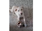 Adopt Daisy a Tan/Yellow/Fawn Husky / Labrador Retriever / Mixed dog in