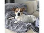 Adopt Lucy~ a Jack Russell Terrier / Terrier (Unknown Type